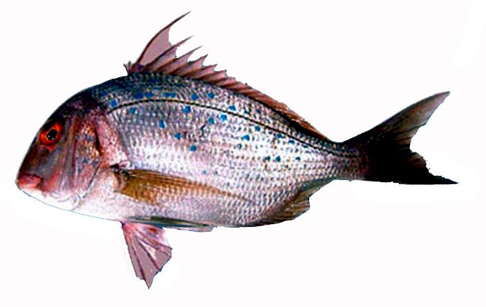 Pagrus caeruleostictus_03.jpg